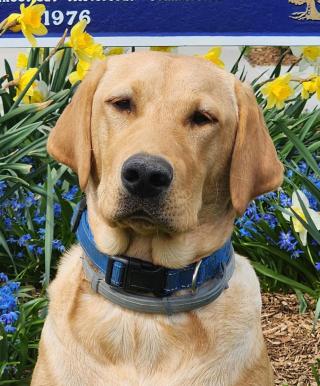 Carmel - Town Hall Greeter